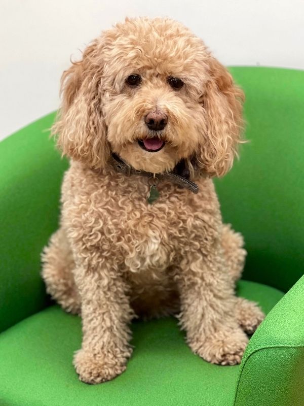 The Recruitment Consultancy's office mascot, Betsy the dog!